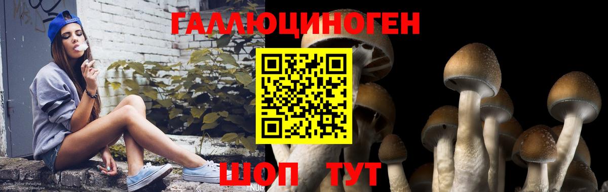 Псилоцибиновые грибы Psilocybine cubensis Губкинский